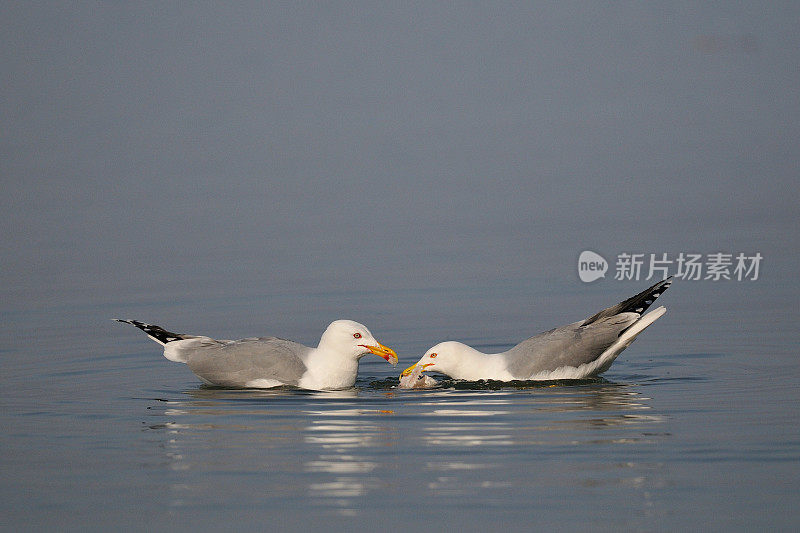 海鸥(Larus cachinnans)